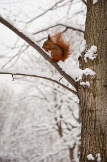 Squirrel sitting on twig in snow by Arletta Cwalina