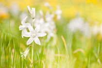 White Ornithogalum nutans pretty bloom by Arletta Cwalina