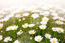 White herb camomiles clump by Arletta Cwalina