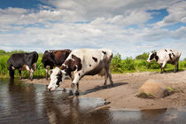 Herd of cows walking across puddle von Arletta Cwalina