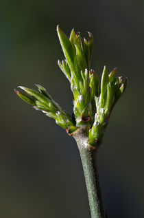 grüner zweig by fotolos