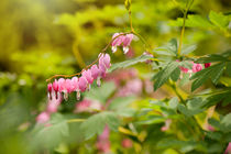 Lamprocapnos spectabilis dangle heart von Arletta Cwalina