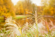 Miscanthus straw ornamental grass von Arletta Cwalina