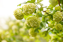 Viburnum opulus Roseum flowers von Arletta Cwalina