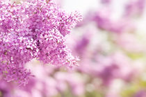 Lilac vibrant pink inflorescence shrub by Arletta Cwalina