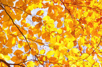 Autumn beech Fagus foliage yellow by Arletta Cwalina