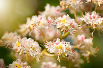 Aesculus chestnut tree blossoms by Arletta Cwalina
