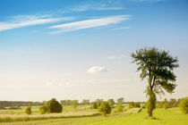 Rural grassland trees view by Arletta Cwalina