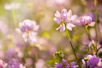 Wild pink Clover or Trifolium flowers von Arletta Cwalina