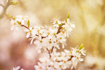 Blooming Cerasus cherry tree by Arletta Cwalina