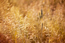 Golden cereal plant photo by Arletta Cwalina