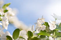 Flowering Cerasus cherry tree by Arletta Cwalina