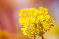 Acer inflorescence flowerets detail by Arletta Cwalina