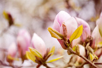 Magnolia beauty flowering in spring von Arletta Cwalina