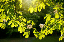 Flowering Aesculus horse chestnut foliage by Arletta Cwalina