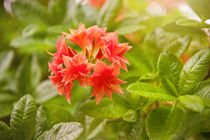 Rhododendron called Azalea red flowers by Arletta Cwalina