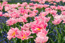 Blue forget me nots with pink tulips von Arletta Cwalina