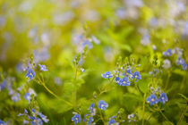 Veronica chamaedrys named speedwell by Arletta Cwalina