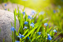 Scilla siberica flowerets named wood squill by Arletta Cwalina