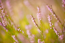 Soft focus of pink heather macro von Arletta Cwalina