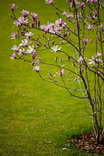 Vibrant pink Magnolia blossoms von Arletta Cwalina