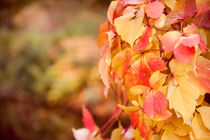 ivy Parthenocissus quinquefolia vine red von Arletta Cwalina