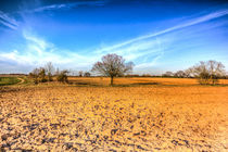 The Farm Tree von David Pyatt