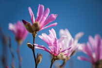 Vibrant pink Magnolia flowers von Arletta Cwalina