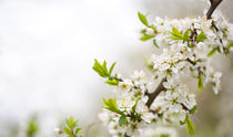 Blooming Cerasus cherry tree twig by Arletta Cwalina