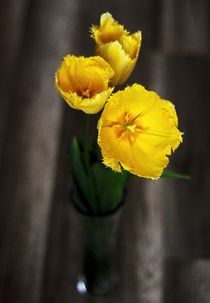 Yellow tulips by Maria Livia Chiorean