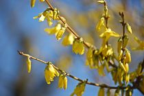 Forsythien... 2 by loewenherz-artwork