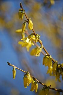 Forsythien... 1 von loewenherz-artwork