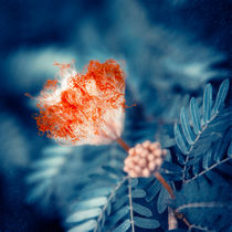 Acacia Flower von cinema4design