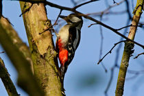 Buntspecht bei der Arbeit by toeffelshop