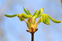 Die Geburt eines Kastanienblattes by toeffelshop