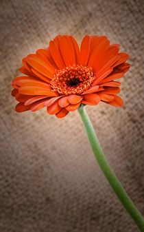 Gerbera Orange by Jeremy Sage