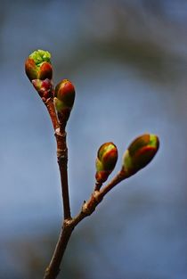 Frühling komm raus!... 10 von loewenherz-artwork