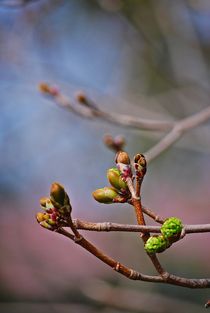 Frühling komm raus!... 12 von loewenherz-artwork