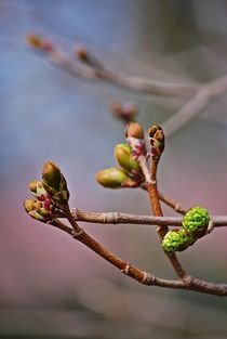 Frühling komm raus!... 4 von loewenherz-artwork