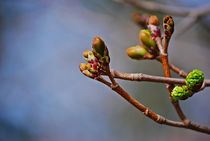 Frühling komm raus!... 5 von loewenherz-artwork