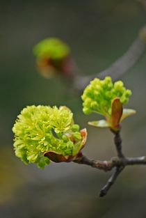 Frühling komm raus!... 3 von loewenherz-artwork