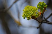 Frühling komm raus!... 1 von loewenherz-artwork