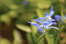 Blaustern von Premdharma S. Gartlgruber