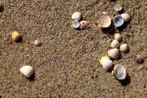 Muscheln am Strand by Jörg Hoffmann