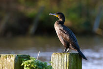 Kormoran by Mario Hommes