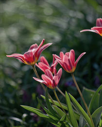 Tulpen im Wind by lisa-glueck