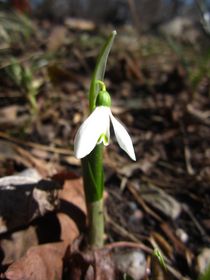 snow drop von Sabine Cox