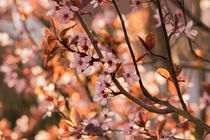 Wild Plum Flower in Spring  von Tanja Riedel