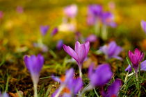 Crocus in Garden von Banu Srini