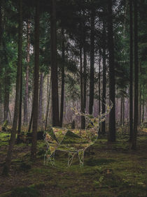Stag in the woods by Florian Barfrieder